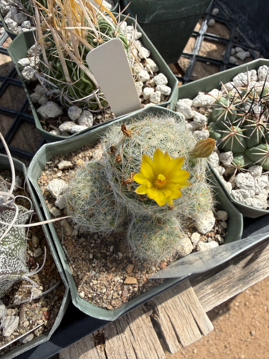 Mammillaria baumii Plant