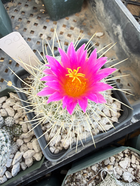 Thelocactus macdowellii Plant