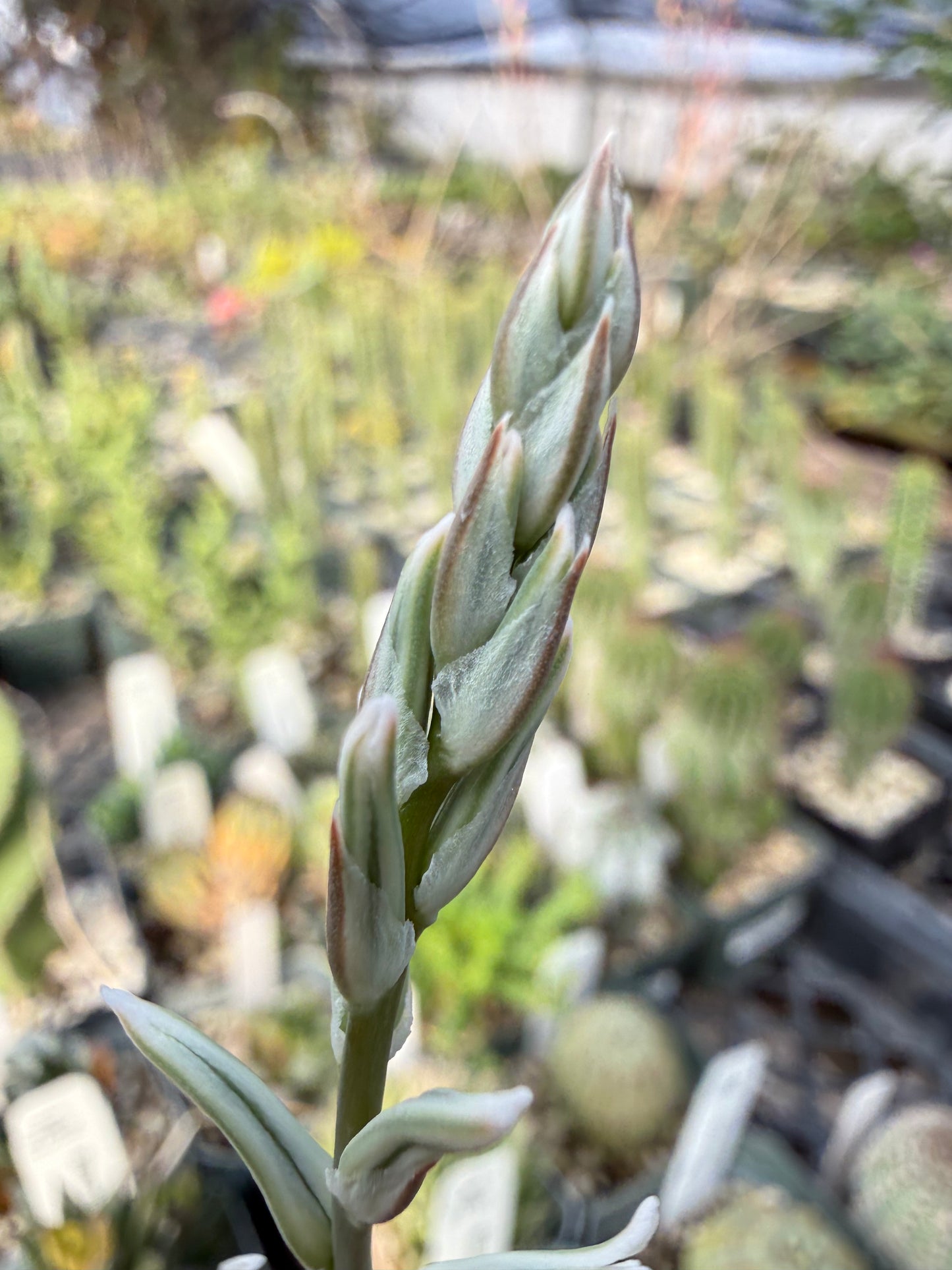 Haworthia asperula Plant