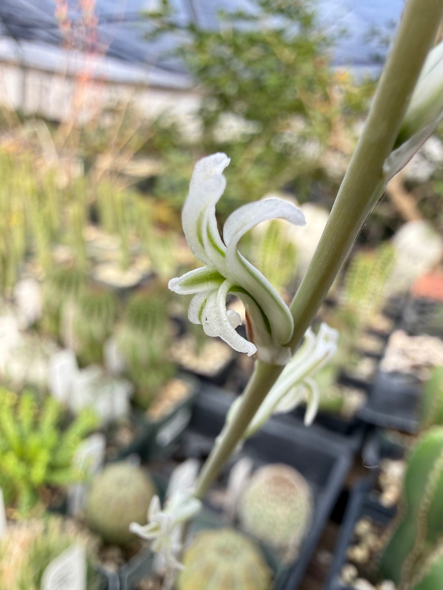Haworthia asperula Plant