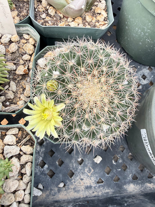 Mammillaria heyderi macdougalii Plant