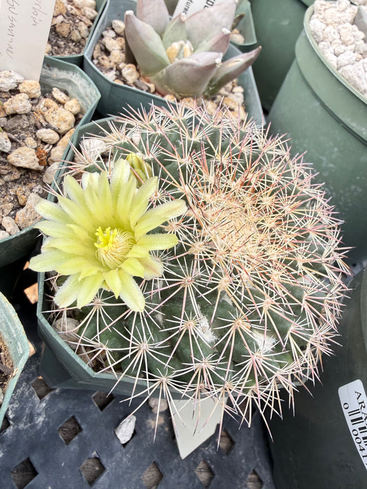Mammillaria heyderi macdougalii Plant