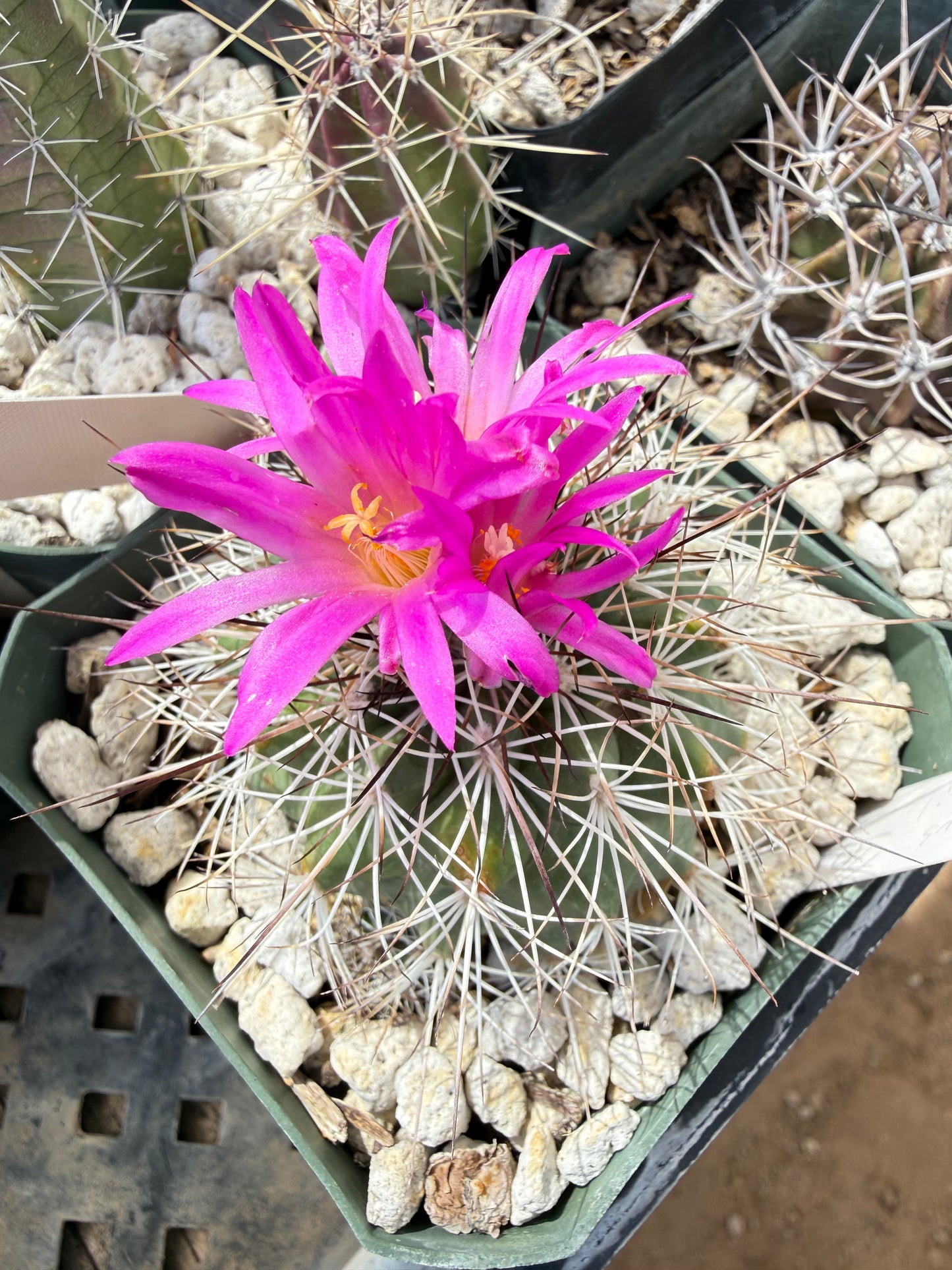 Turbinicarpus horripilus Plant