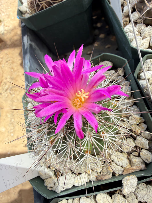Turbinicarpus horripilus Plant