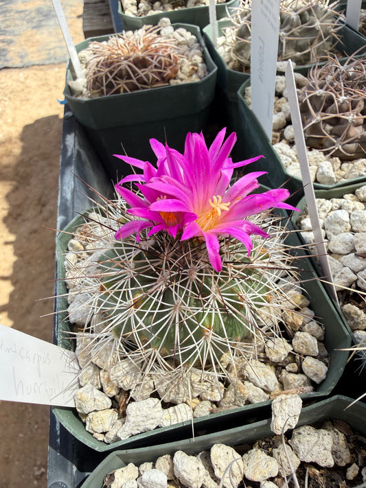 Turbinicarpus horripilus Plant