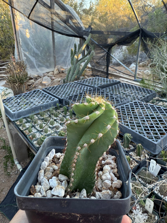 Cereus forbesii spiralis Plant