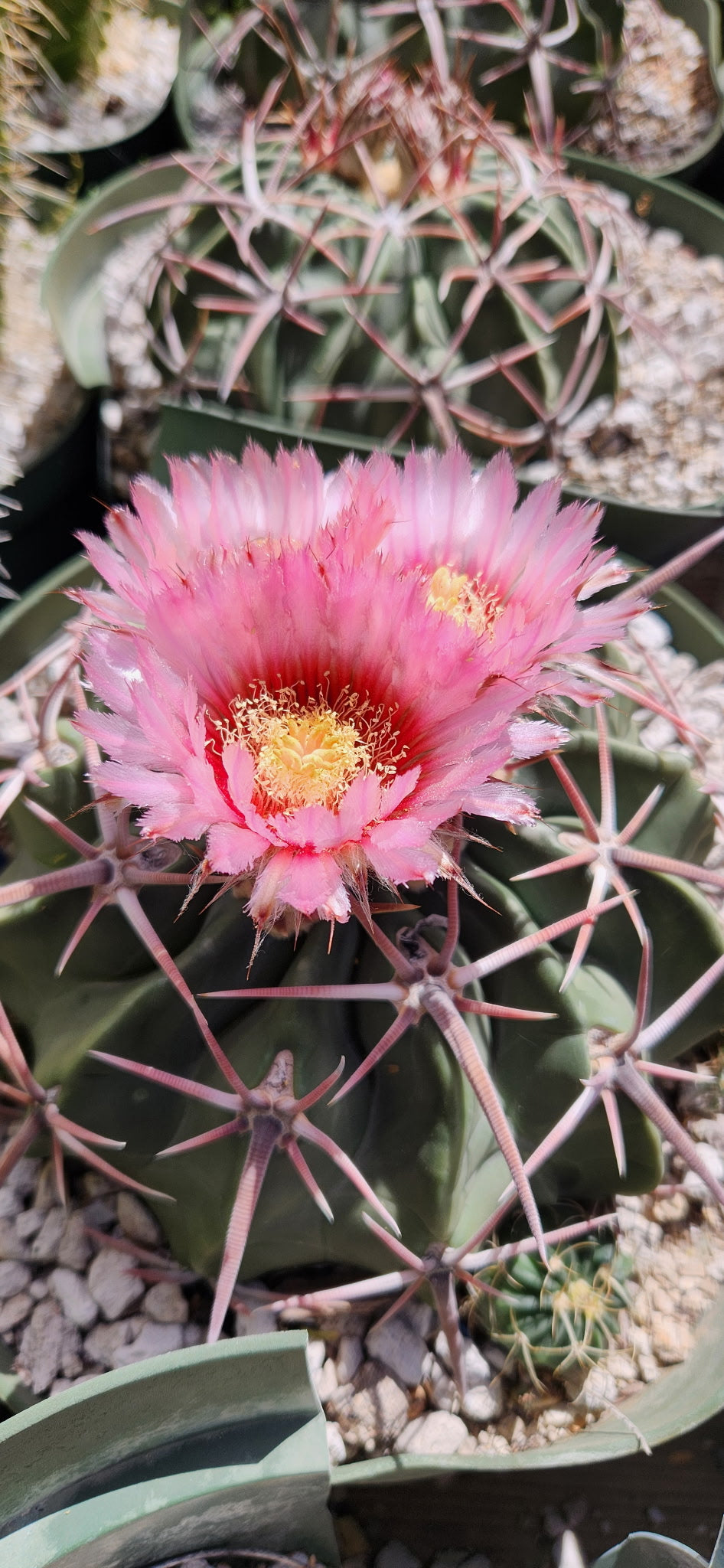 Echinocactus texensis Seeds