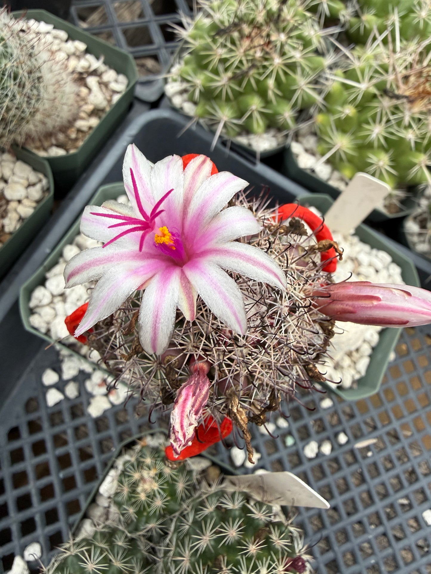 Mammillaria fraileana Plant