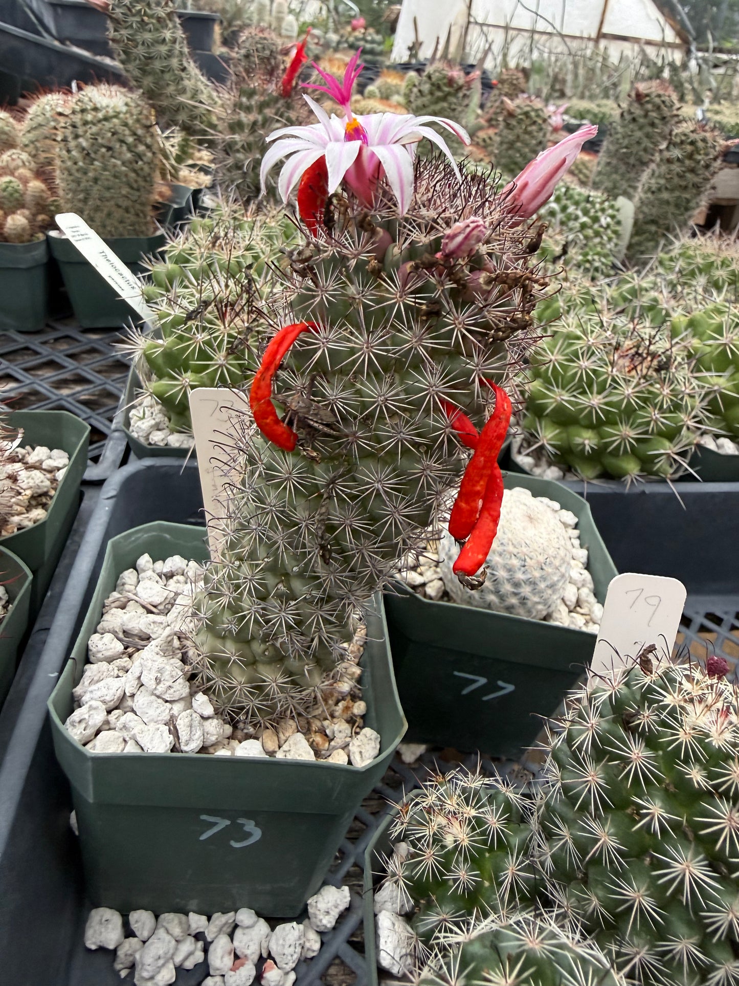 Mammillaria fraileana Plant