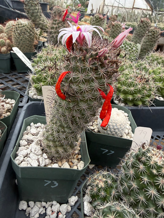 Mammillaria fraileana Plant