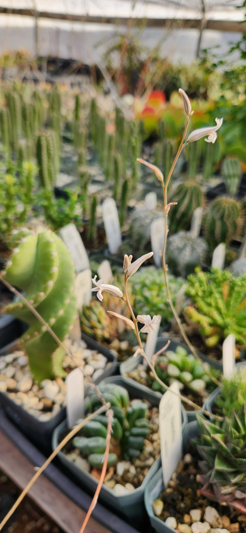 Haworthia translucens Plant