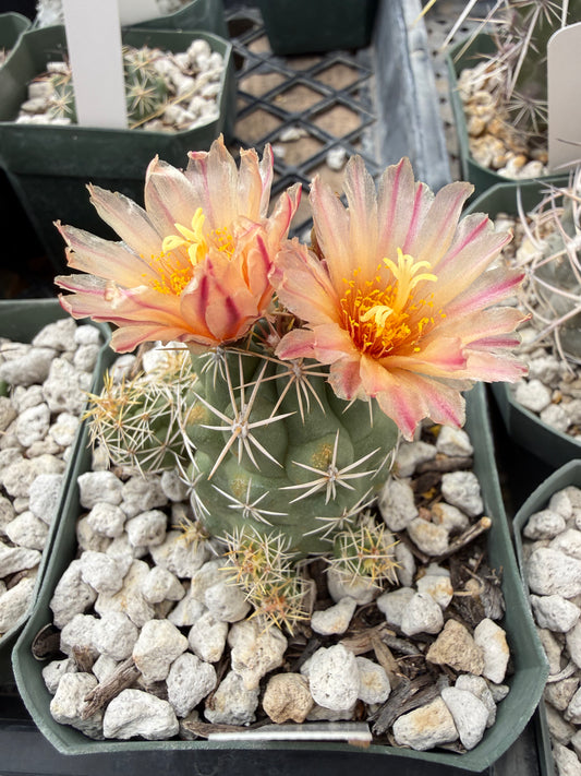 Thelocactus leucacanthus Plant