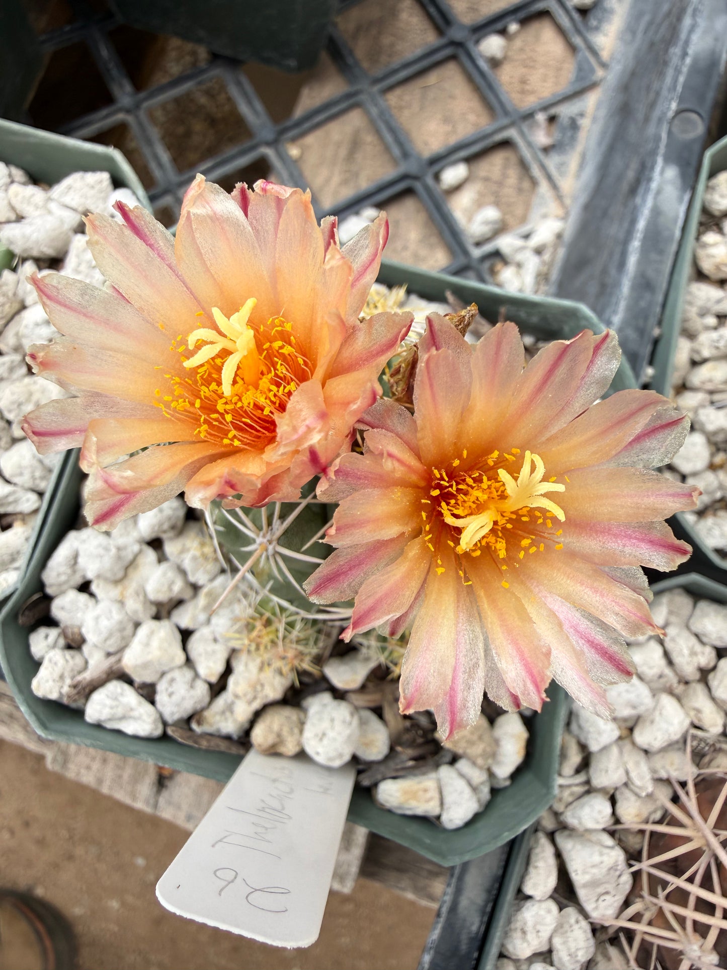 Thelocactus leucacanthus Plant