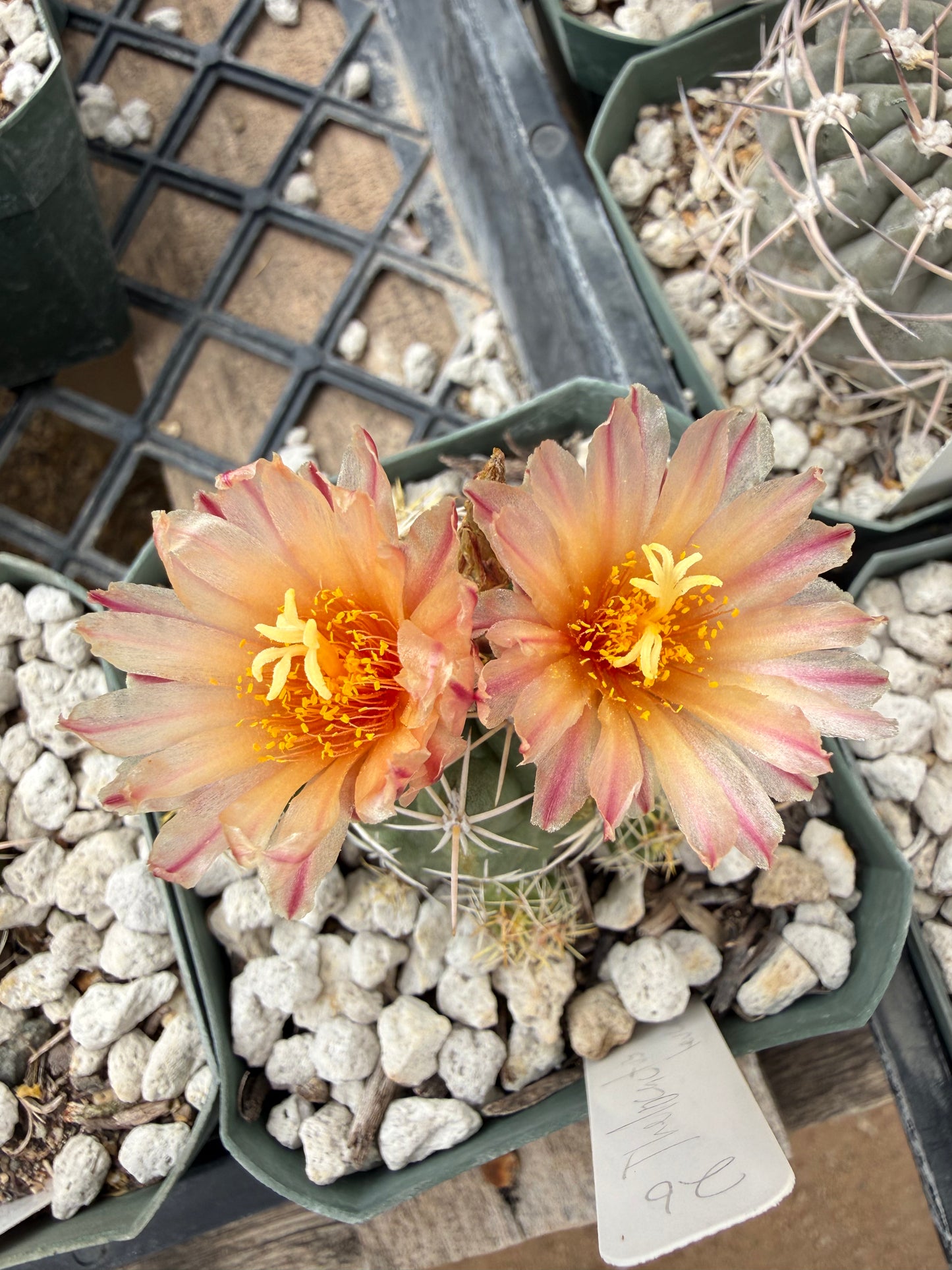 Thelocactus leucacanthus Plant