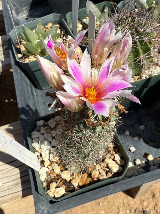 Mammillaria schumannii Plant