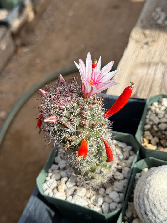 Mammillaria fraileana Plant