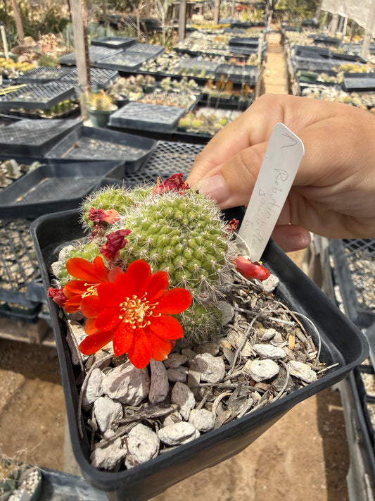 Rebutia graciliflora borealis Plant