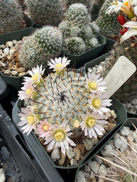 Mammillaria perezdelarosae Plant