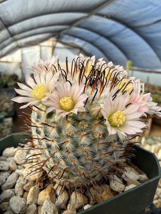 Mammillaria perezdelarosae Plant