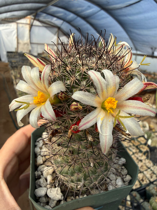 Mammillaria dioica Plant