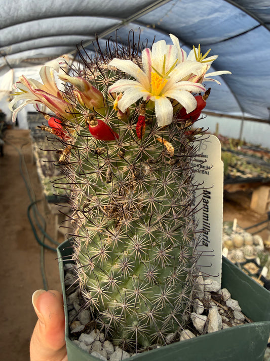 Mammillaria dioica Plant
