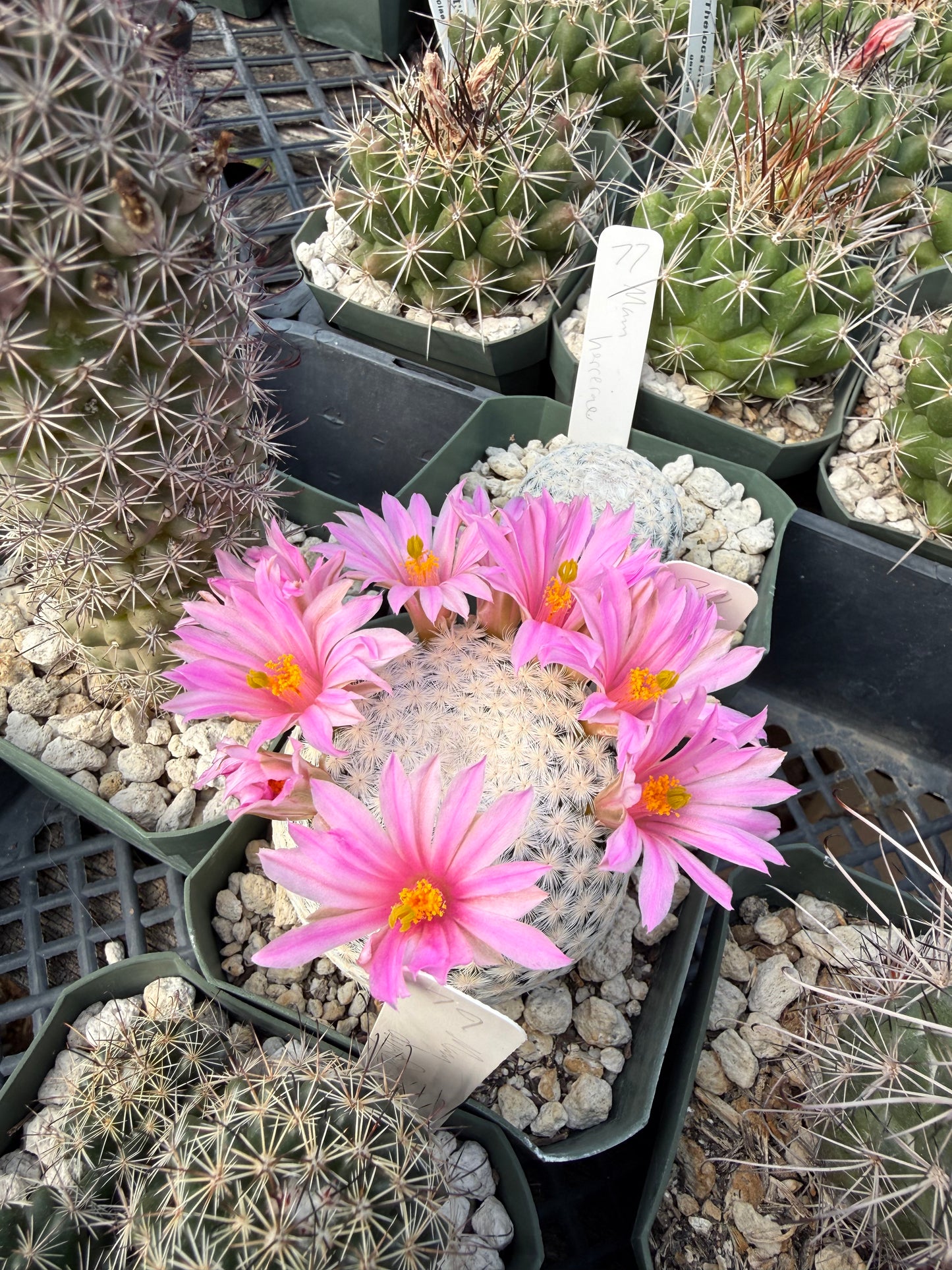 Mammillaria herrerae Plant