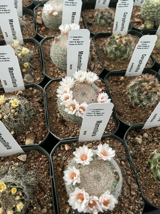 Mammillaria lenta Seeds