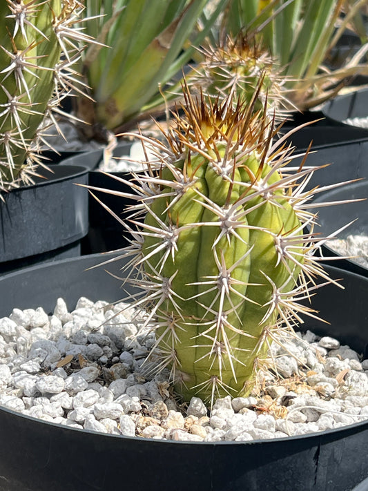 Trichocereus chiloensis Plant