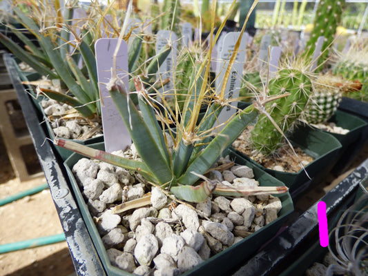 Leuchtenbergia principis Plant