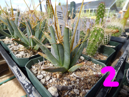Leuchtenbergia principis Plant