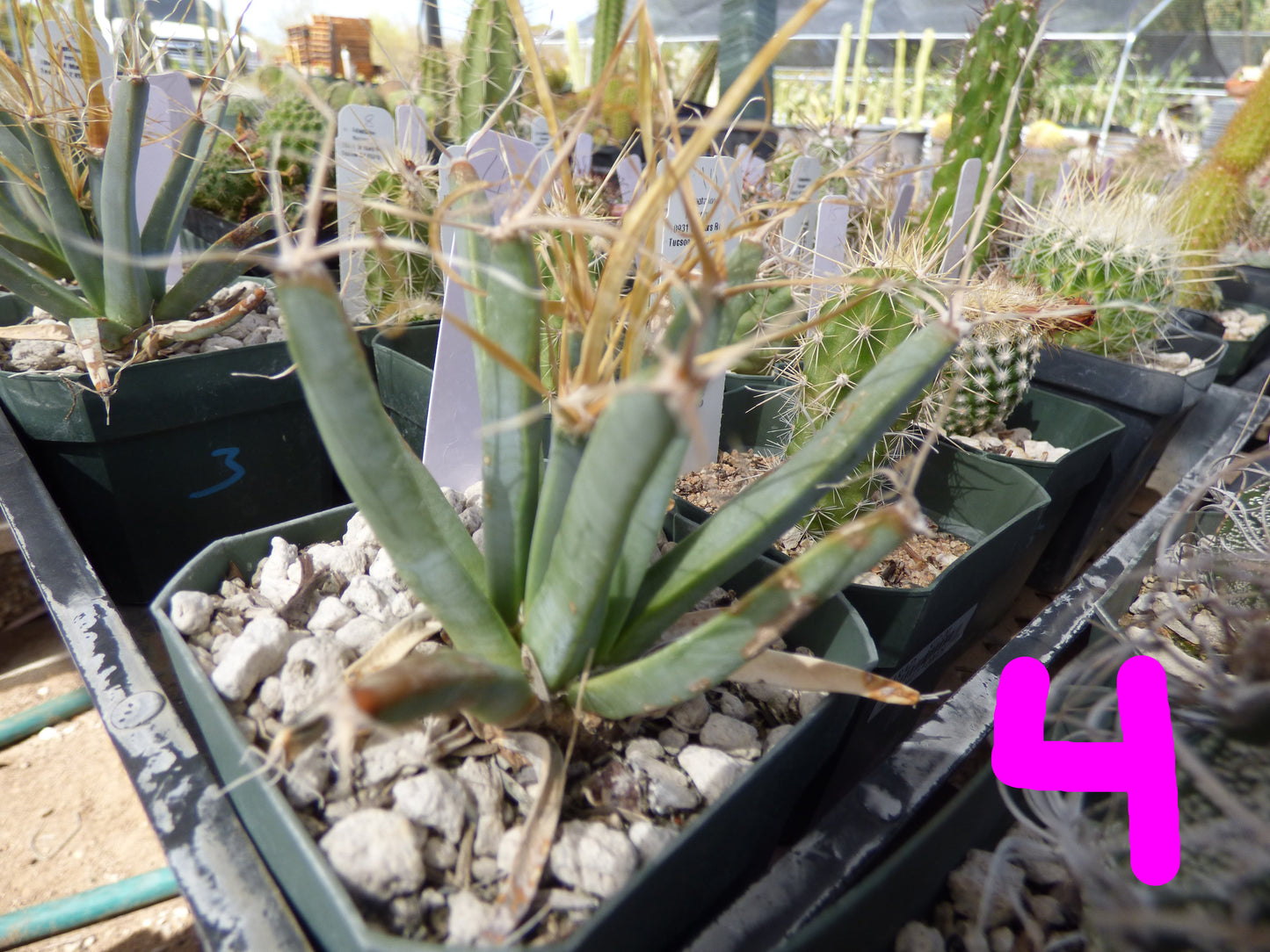 Leuchtenbergia principis Plant