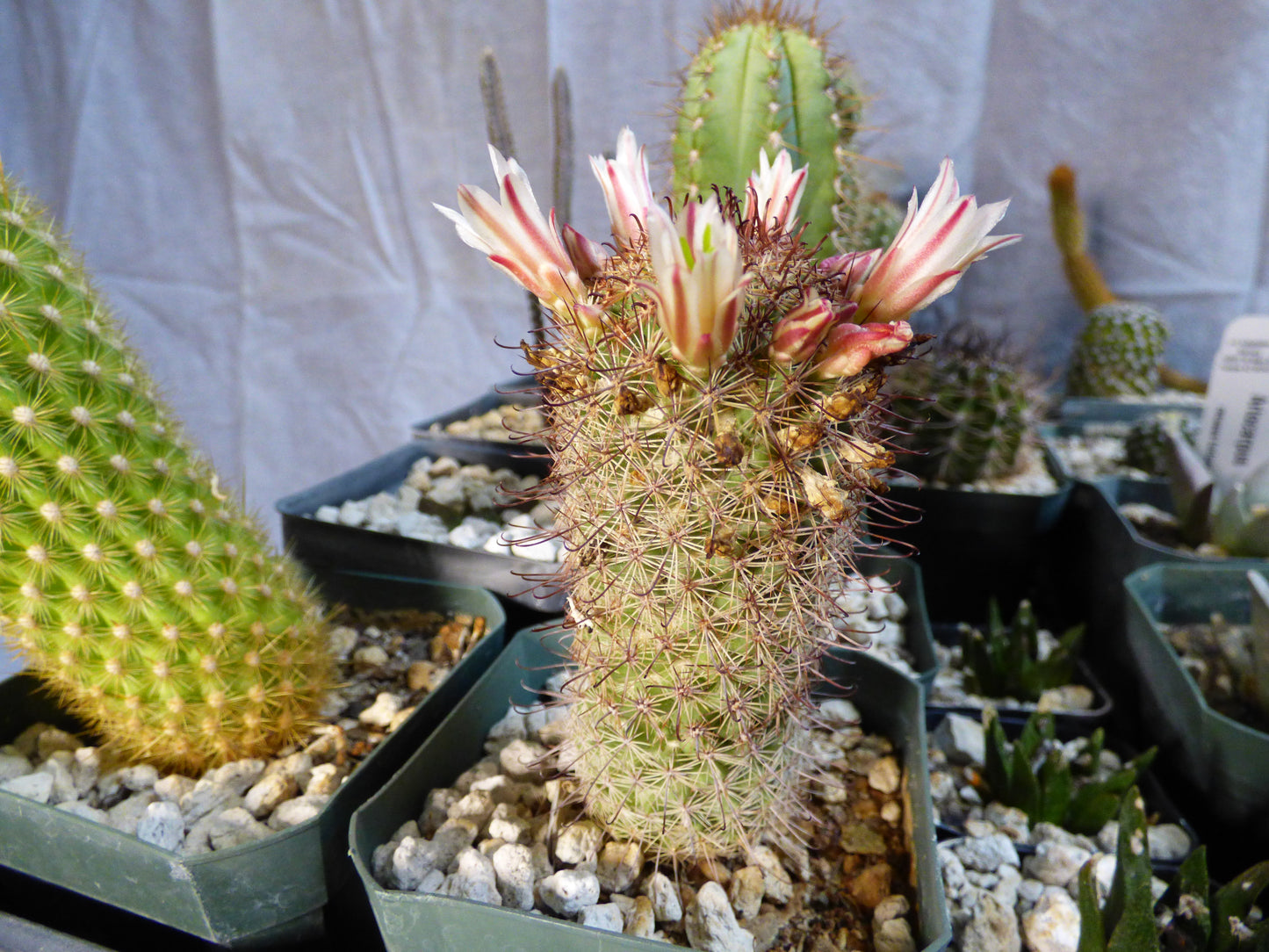 Mammillaria angelensis Plant