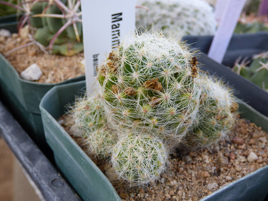 Mammillaria baumii Plant