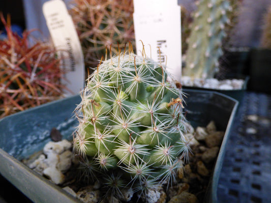 Mammillaria boolii Plant