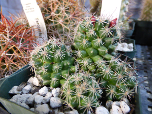 Mammillaria duoformis Plant