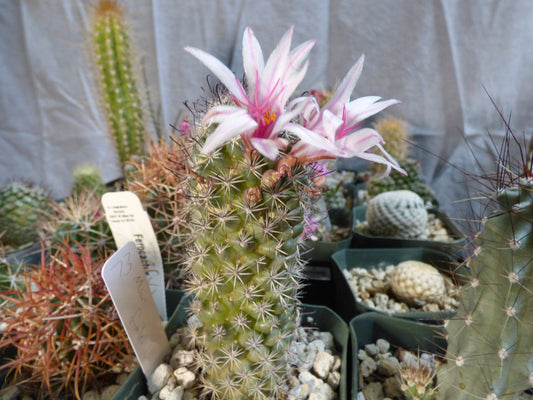 Mammillaria fraileana Plant