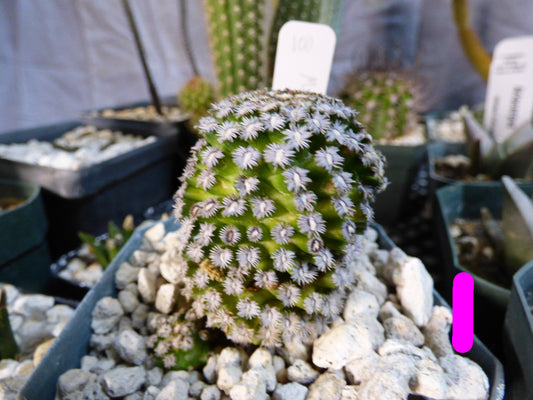 Mammillaria hernandezii Plant