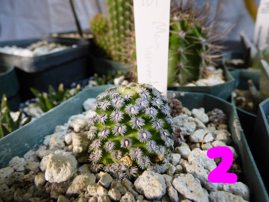 Mammillaria hernandezii Plant