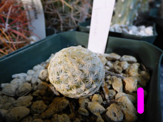 Mammillaria herrerae Plant