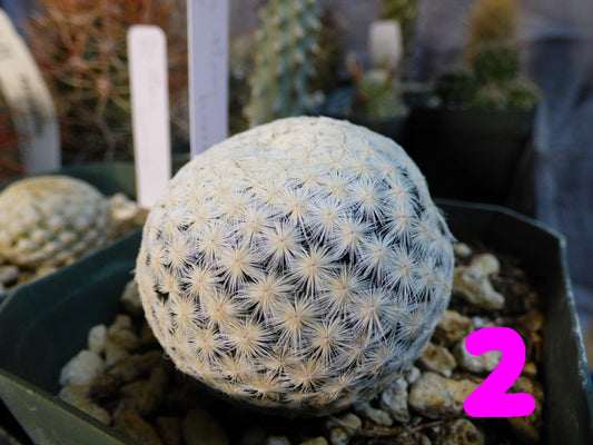 Mammillaria herrerae Plant