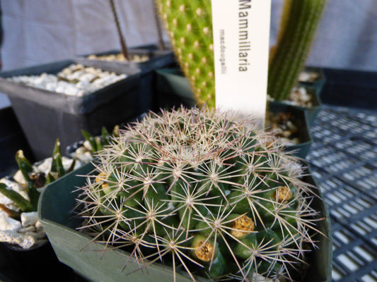 Mammillaria heyderi macdougalii Plant
