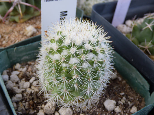 Mammillaria ignota Plant