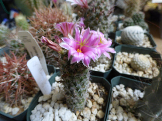 Mammillaria littoralis Plant
