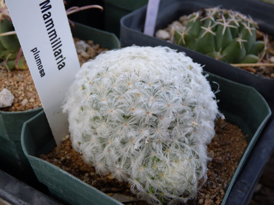 Mammillaria plumosa Plant