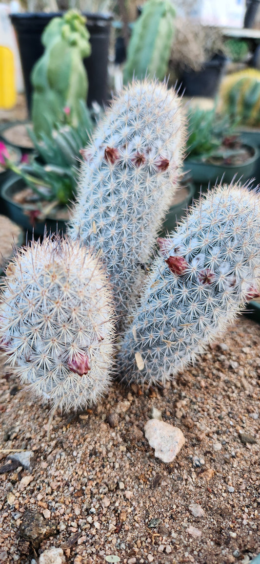 Mammillaria pottsii Seeds