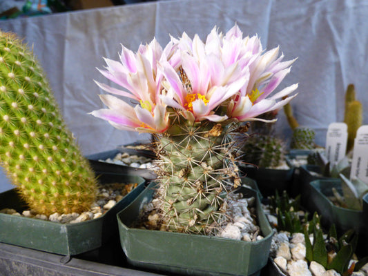 Mammillaria schumannii Plant