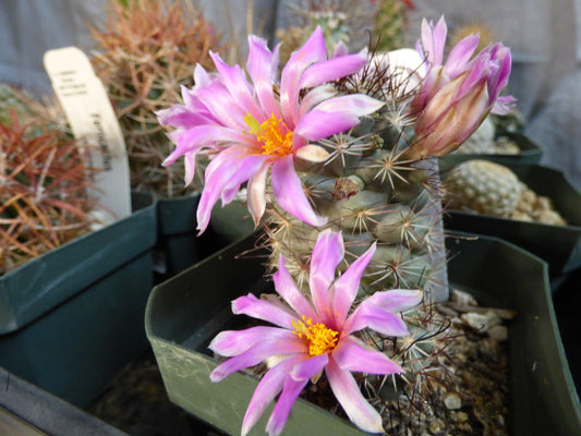 Mammillaria schumannii globosa Plant