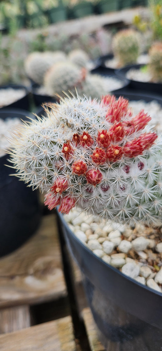 Mammillaria pottsii Seeds