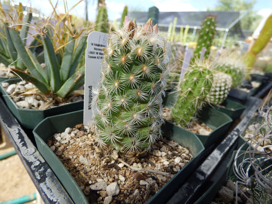 Neolloydia grandiflora Plant