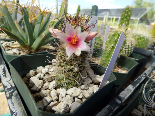 Mammillaria thornberi Plant
